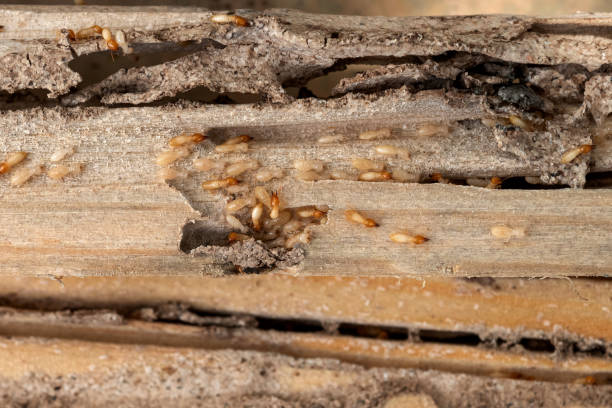 Best Exterminator Services  in Winder, GA